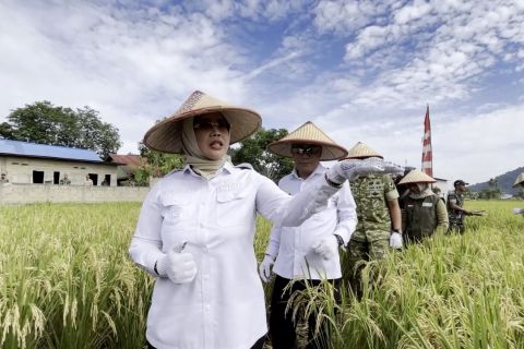 Target hasil panen padi Mempawah ditingkatkan dua kali lipat