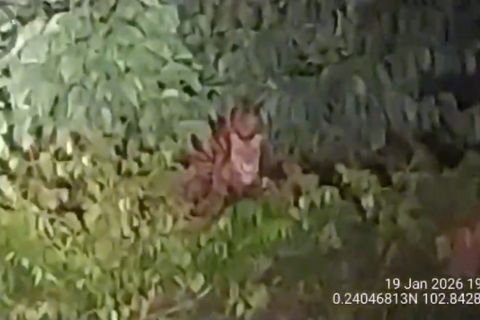 Upaya BBKSDA Riau giring harimau jauhi permukiman warga