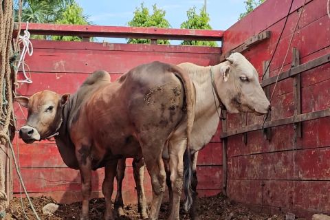 Prabowo sumbang Rp550 juta untuk sapi meugang di Lhokseumawe