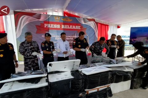 DJBC Kepri gagalkan penyelundupan benih lobster ke Malaysia
