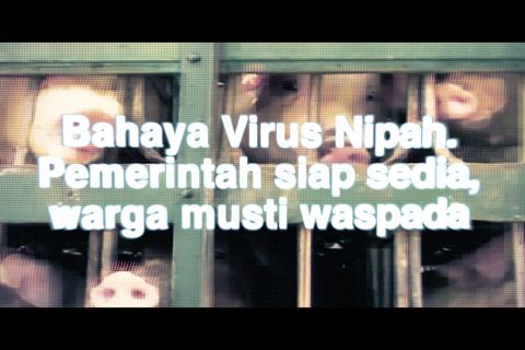 Bahaya Virus Nipah. Pemerintah siap sedia, warga harus waspada