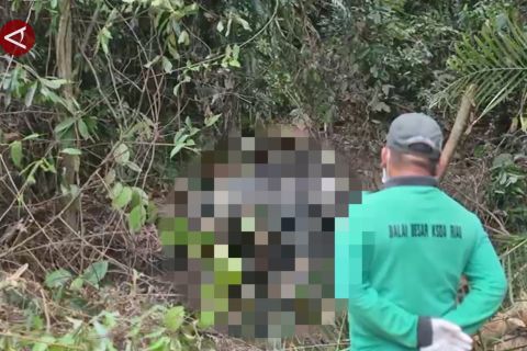 Gajah Sumatera ditembak, Polda Riau buru pelaku perburuan liar