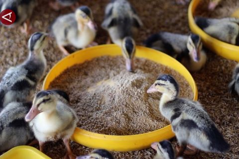 Program "Siti Hawa Lari" tingkatkan populasi itik di Kalsel