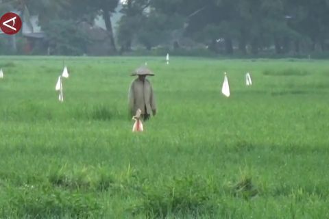 Sulsel cetak 33.700 hektare sawah baru pada 2026