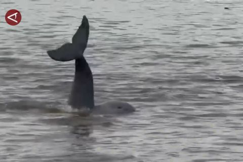 Wilayah konservasi diperluas, populasi Pesut Mahakam bertambah