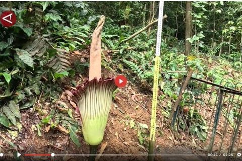 Bunga bangkai mekar di Kebun Raya Bogor usai penantian 12 tahun - VIDEO