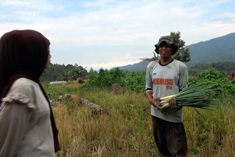 Petani Malalak tanam palawija di lahan sawah yang rusak akibat galodo