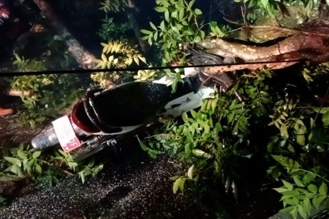 Pengendara motor tertimpa pohon roboh akibat angin kencang di Jember