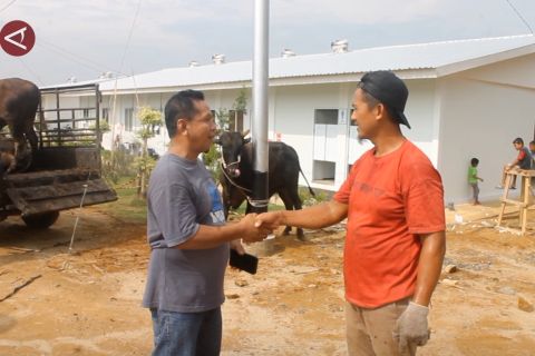 Pemprov Sumut beri bantuan sapi bagi warga penghuni huntara di Tapsel