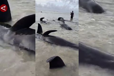 Sejumlah Paus terdampar di Rote Ndao, NTT