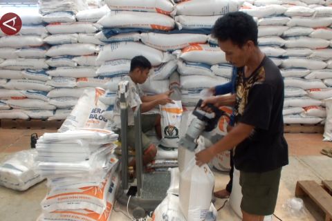 Bulog Bangka: Penyerapan gabah kering panen lampaui target setahun