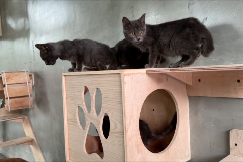 Kucing Busok asal Pulau Raas hadir di Animalium Cibinong