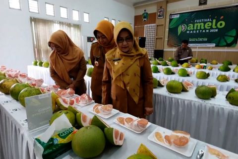 Pemkab Magetan perkuat jeruk pamelo sebagai komoditas unggulan