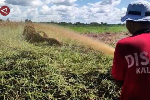 Antisipasi karhutla, Dishut Kalteng patroli intensif di wilayah rawan