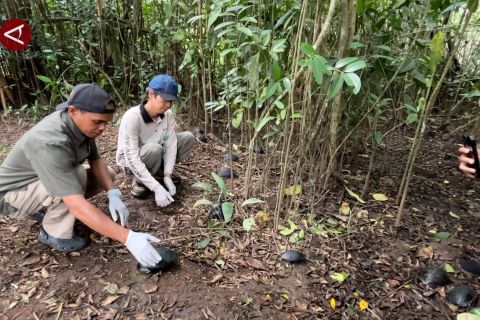 BKSDA Kalsel lepasliarkan kura-kura sitaan di Pulau Bakut dan Kembang