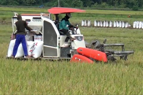 Sultra dapat tambahan alokasi cetak sawah baru seluas 10.000 hektar