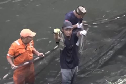Gubernur Pramono minta operasi penangkapan ikan sapu-sapu diperluas