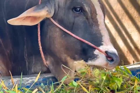 Prabowo pilih &lsquo;Si Kentung&rsquo;, sapi 922 Kg untuk Idul Adha di Sulteng