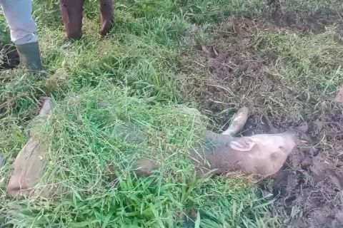 BKSDA Sumbar turunkan petugas usai anak kerbau warga digigit harimau di Agam