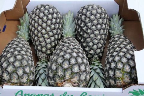Kebijakan nol tarif China angkat nanas Sugarloaf dari Benin