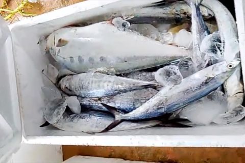 Koperasi produsen Rempang Eco City siap distribusikan ikan hasil KNMP