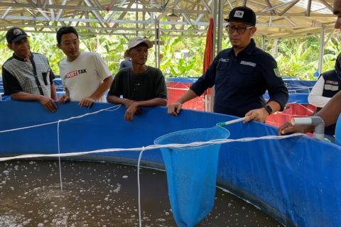 Sistem budidaya Bioflok bantu perekonomian nelayan di Pulau Karas