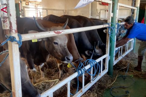 NTT kirim ratusan sapi ke Kalimantan jelang Idul Adha