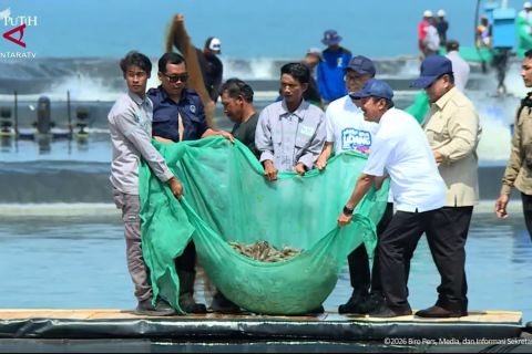 Prabowo tinjau panen raya udang di Tambak Budidaya Kebumen