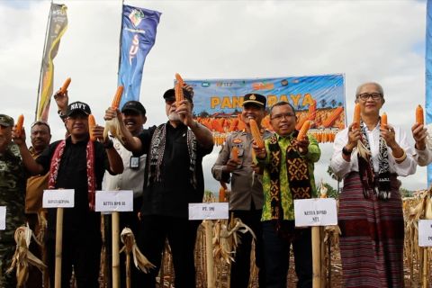 Ditjenpas NTT panen raya jagung di kebun lapas demi ketahanan pangan