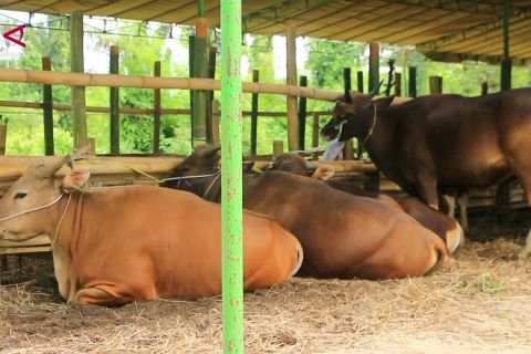 NTB alokasikan 30.000 ekor sapi untuk pasokan hewan kurban luar daerah