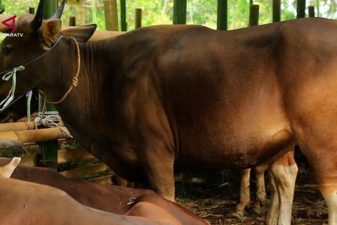 NTB pasok lebih dari 30 ribu ekor sapi hingga Mei 2026