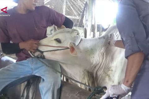 Riau catat 810 kasus PMK, 88 persen hewan ternak dinyatakan sembuh