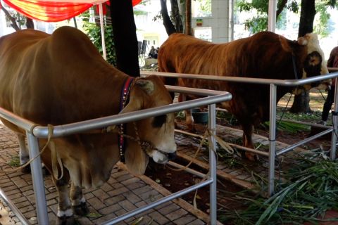 Sapi presiden dan wapres disembelih besok di Masjid Istiqlal