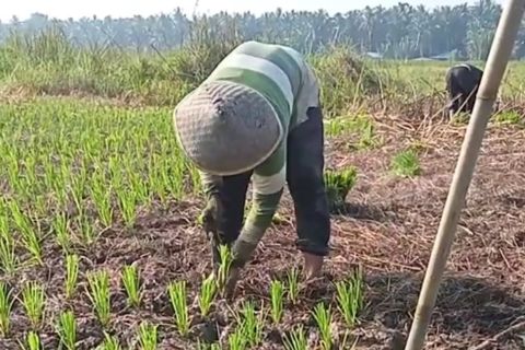 Kaltim optimalkan padi gogo untuk cetak sawah dan swasembada beras
