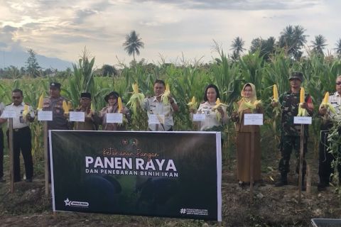 Panen raya jagung, cara Lapas Perempuan Palu upayakan ketahanan pangan