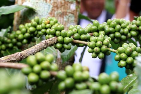 Temanggung tambah luasan tanam kopi untuk tingkatkan produksi