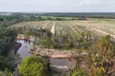 Perusahaan sawit PT MM jadi tersangka perusakan lingkungan di Riau