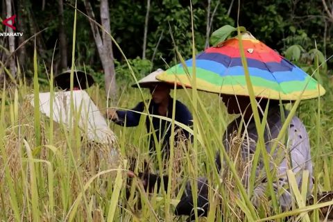 Kemendagri minta Kalbar percepat investasi dan inovasi daerah