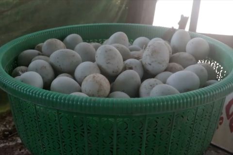 Telur bebek Desa Sambora Mempawah laris manis jelang Idul Adha