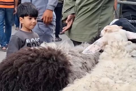 Tiga tahun tanpa kurban, Gaza kehilangan sukacita Idul Adha