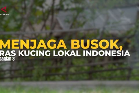 Menjaga busok, ras kucing lokal Indonesia (bagian 3)