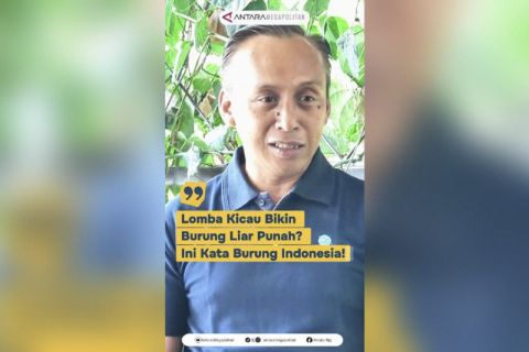 Lomba kicau bikin burung liar punah? ini kata Burung Indonesia