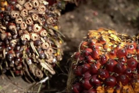 Memperbaiki ekosistem bisnis kelapa sawit dengan pelatihan SDM
