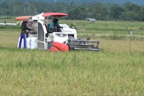 Kemarau tak halangi optimalisasi Bulog Sultra serap gabah petani
