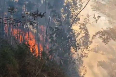 Kebakaran hutan di lereng gunung meluas, TWA Kawah Ijen ditutup