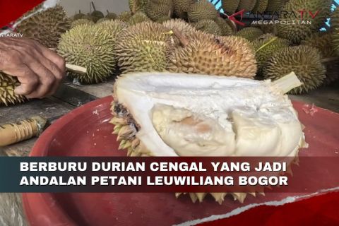 Berburu durian Cengal yang jadi andalan petani Leuwiliang Bogor