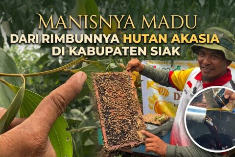 Manisnya madu dari rimbunnya hutan akasia di Kabupaten Siak