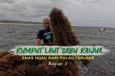 Rumput laut Sabu Raijua, emas hijau dari pulau terluar (bagian 2)