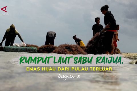 Rumput laut Sabu Raijua, emas hijau dari pulau terluar (bagian 3)