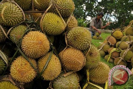 Yuk, wisata durian di Bandarlampung 